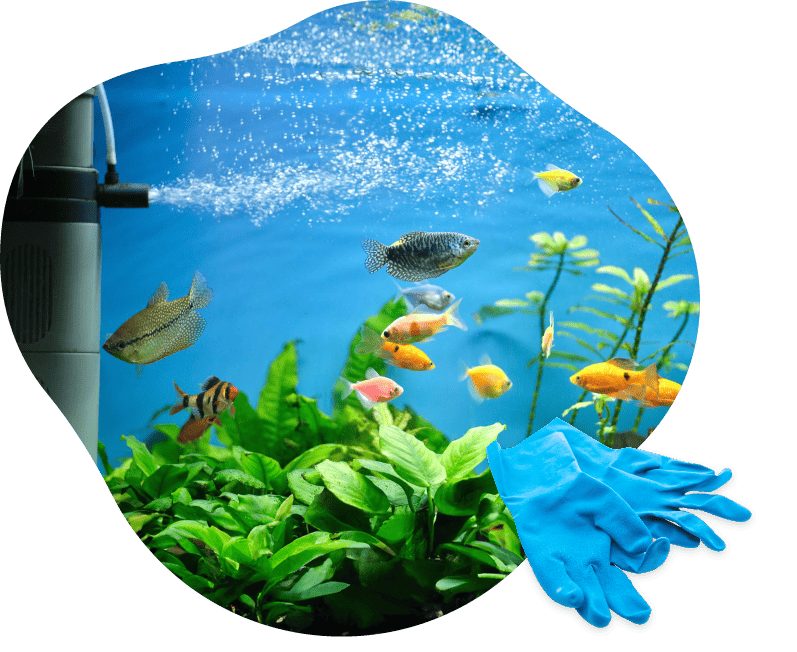 Aquarium_Service