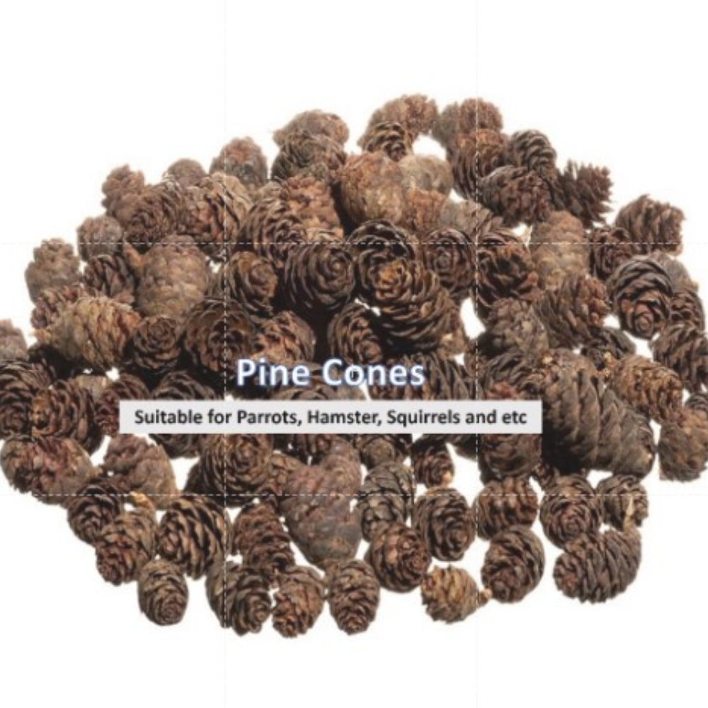  Pine Cone in Shell for Parrots, Hamster, Squirrel & etc