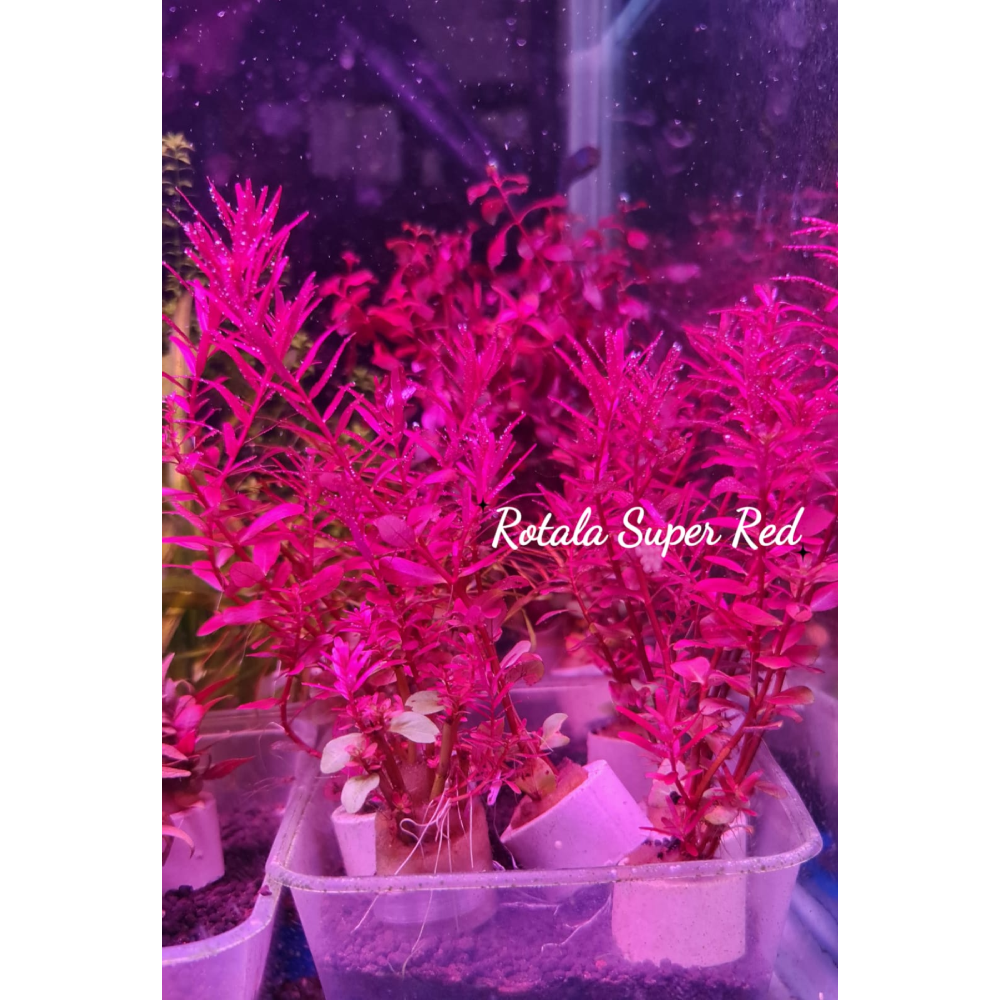  ROTALA SUPER RED