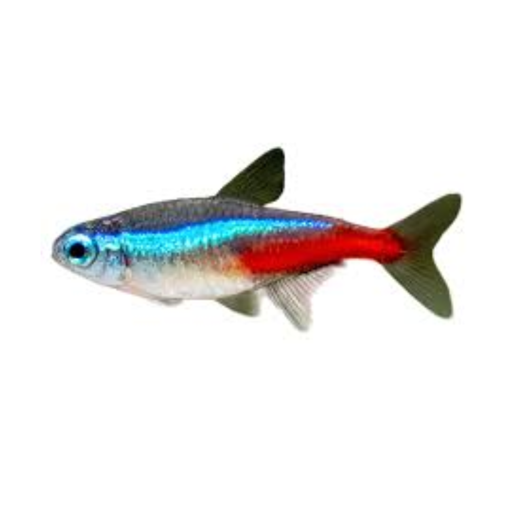  NEON TETRA x 10 pcs