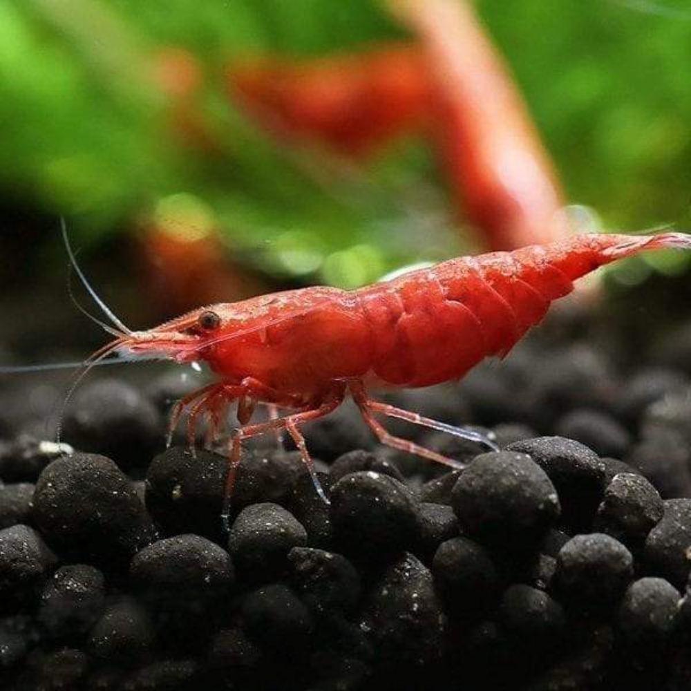  FIRE RED SHRIMP X 10